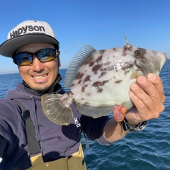 カワハギの釣果