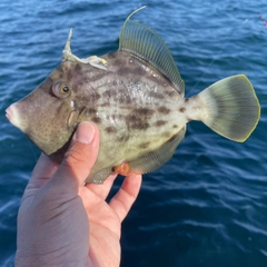 カワハギの釣果