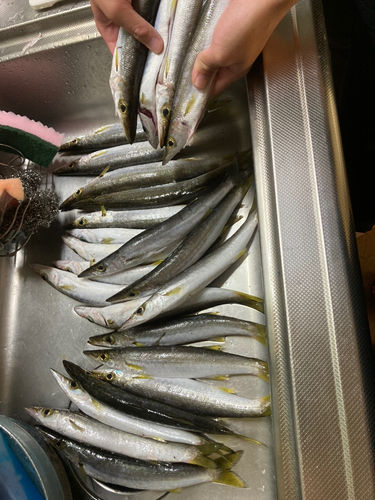 アカカマスの釣果