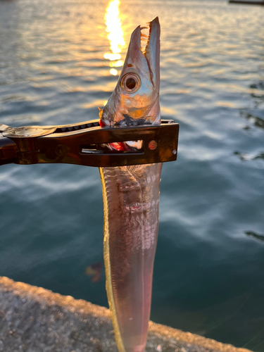 タチウオの釣果