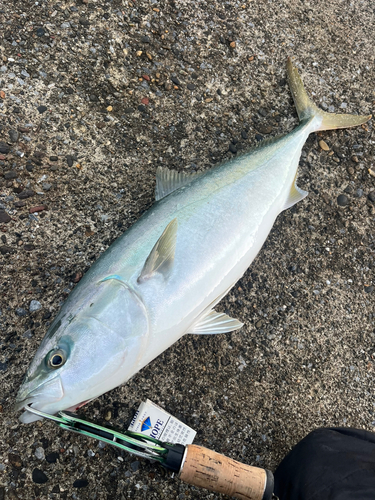 イナダの釣果