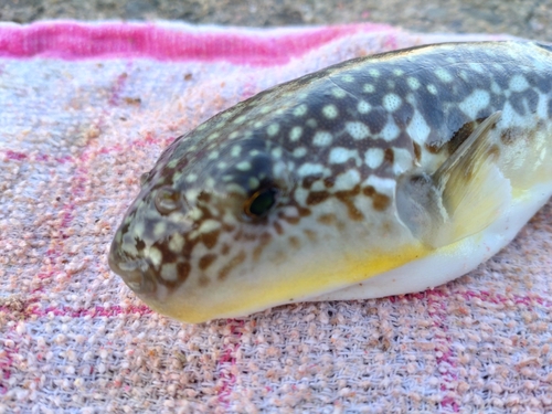 ショウサイフグの釣果