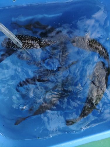 ショウサイフグの釣果