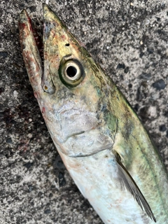 サゴシの釣果