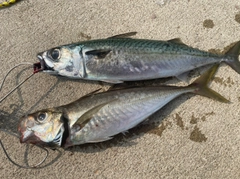 サバの釣果