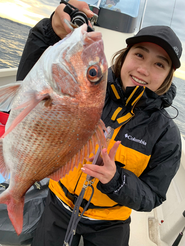 マダイの釣果