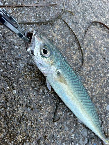 サバの釣果
