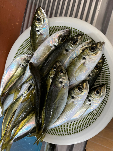 アジの釣果