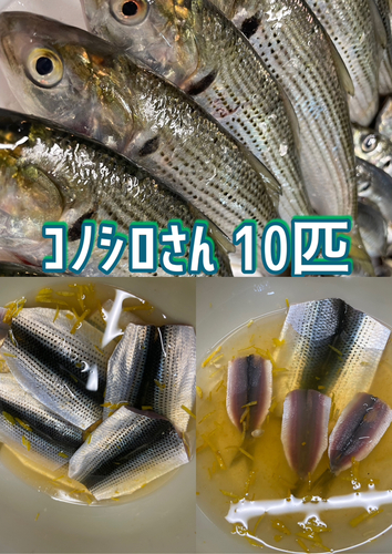 コハダの釣果