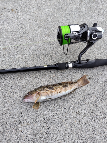 アイナメの釣果