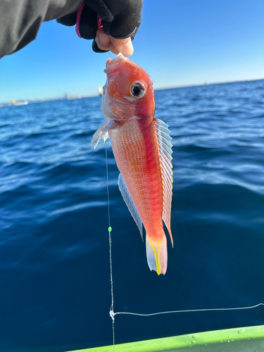 アマダイの釣果