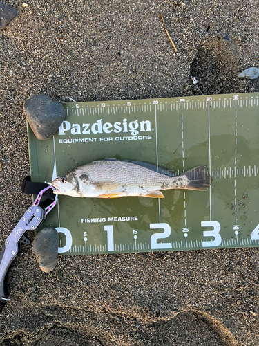 シログチの釣果