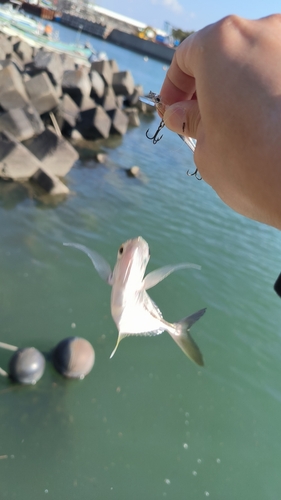 メッキの釣果