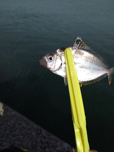 ヒイラギの釣果