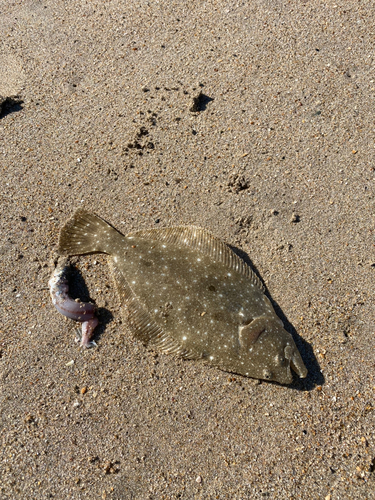 ソゲの釣果