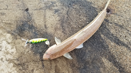 トカゲエソの釣果