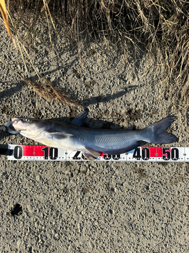 アメリカナマズの釣果