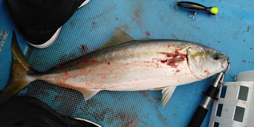 ハマチの釣果