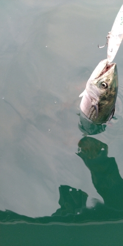 サゴシの釣果