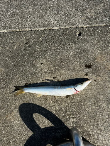 アカカマスの釣果