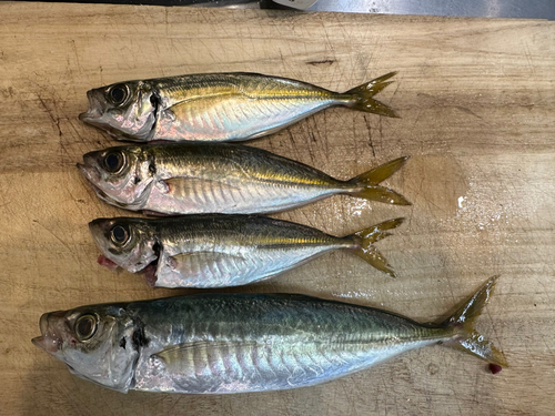 アジの釣果