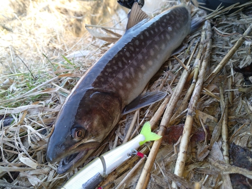 アメマスの釣果