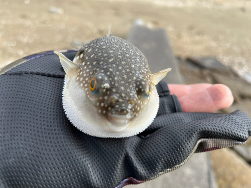 クサフグの釣果