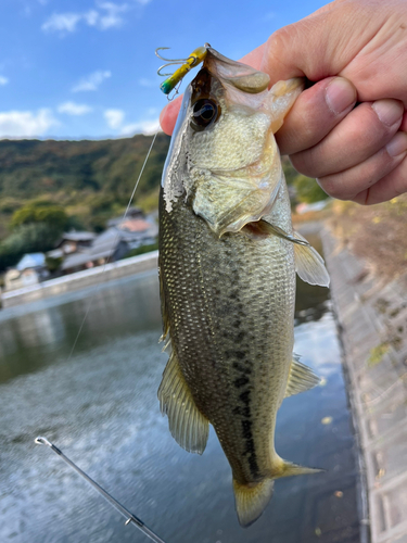 ラージマウスバスの釣果