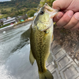 ラージマウスバスの釣果・釣り情報まとめ【2023年最新