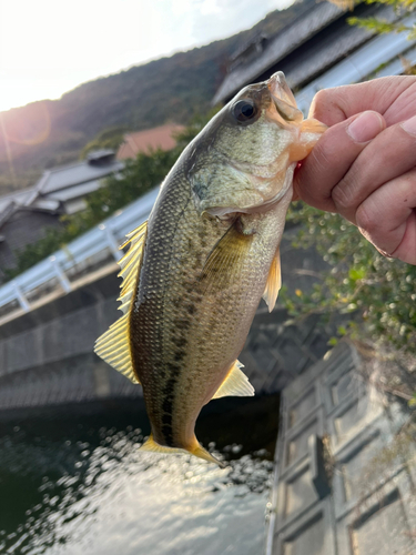 ラージマウスバスの釣果