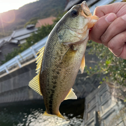 ラージマウスバスの釣果・釣り情報まとめ【2023年最新