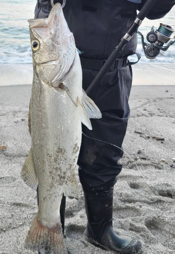 スズキの釣果