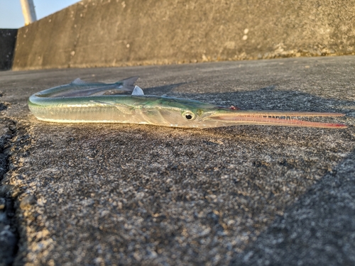 ダツの釣果