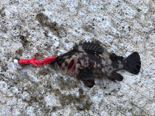 ムラソイの釣果