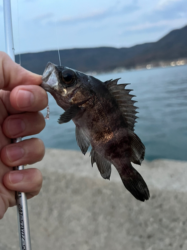 クロメバルの釣果