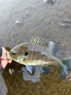 ブルーギルの釣果