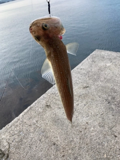 エソの釣果