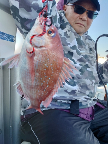 マダイの釣果