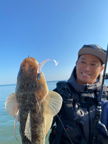 マゴチの釣果