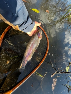 ニジマスの釣果