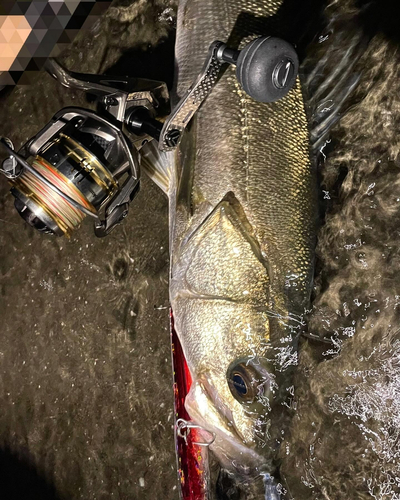 マルスズキの釣果