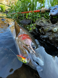 ニジマスの釣果