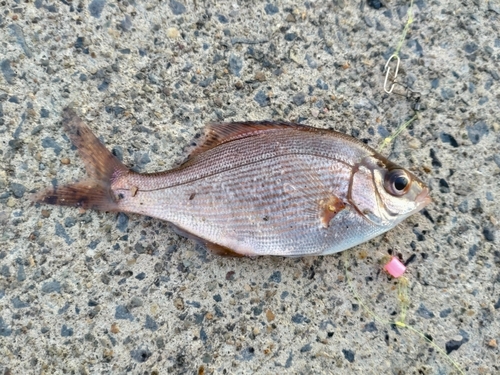 ウミタナゴの釣果