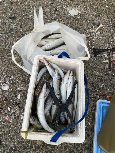 カマスの釣果