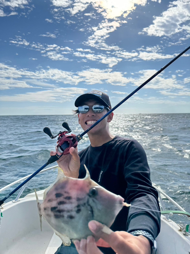 カワハギの釣果