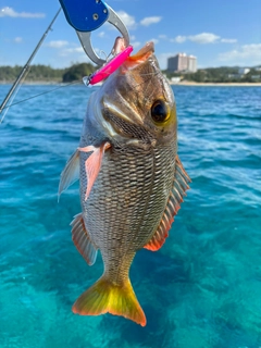 クチナジの釣果