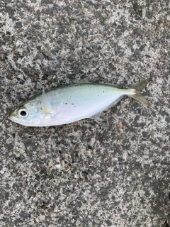 メアジの釣果