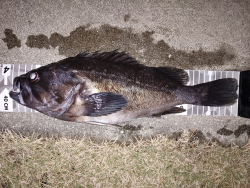 ソイの釣果