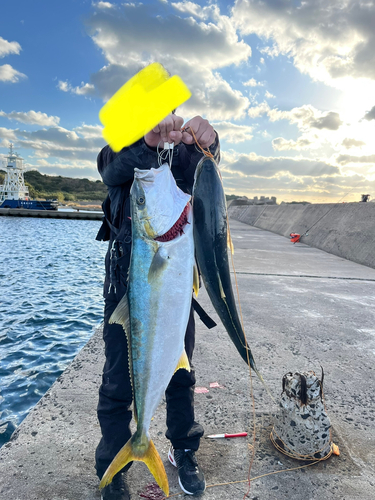 ヒラマサの釣果