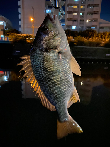 キビレの釣果